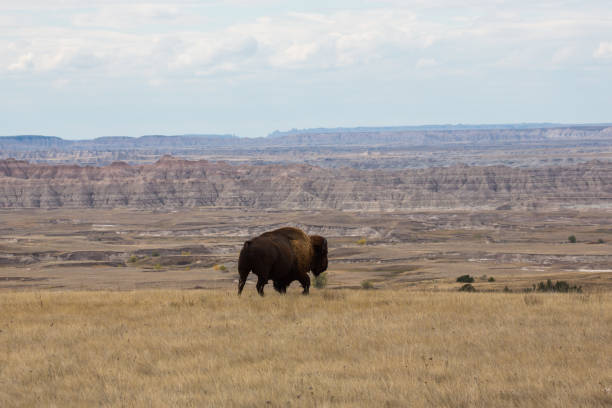 istock Bison in the Badlands 1150787035