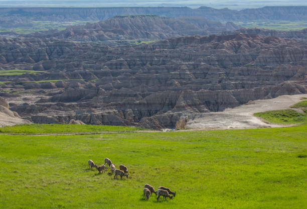 istock Bighorn sheep herd, Badlands National Park 1150787040
