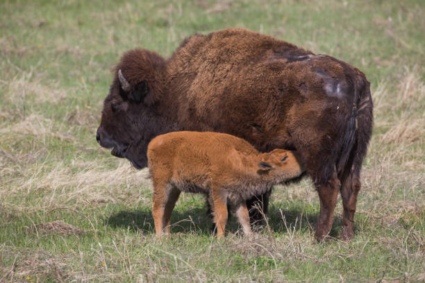 istock Bison cow and calf, Custer State Park 1150787774