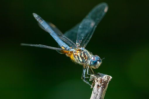 Dragonfly, Massachusetts