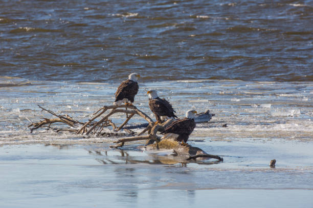istock Eagles, Mississippi River 1150787986