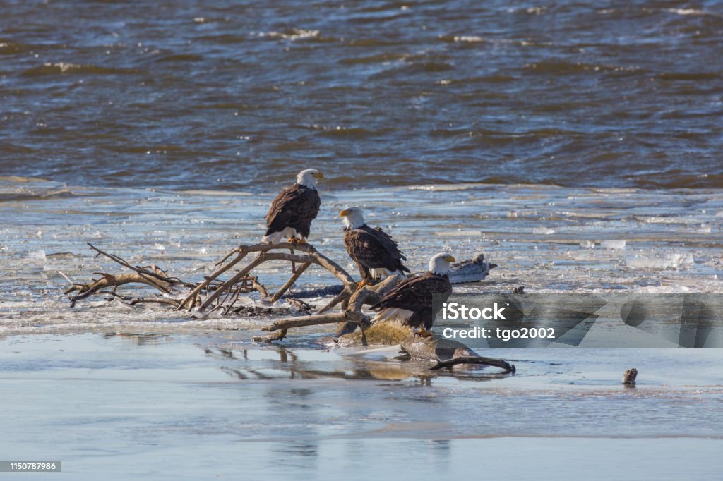 Eagles, Mississippi River Eagles on a snag in the Mississippi River, Fort Madison, Iowa Animal Wildlife Stock Photo