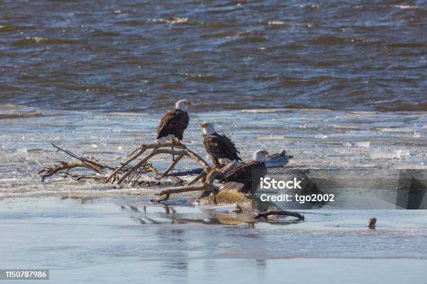 Eagles Mississippi River Stock Photo - Download Image Now - Animal Wildlife, Animals In The Wild, Bald Eagle