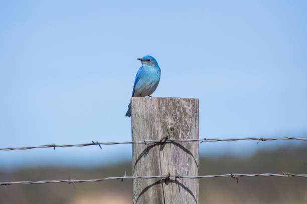 산 파랑 - mountain bluebird bird bluebird blue 뉴스 사진 이미지