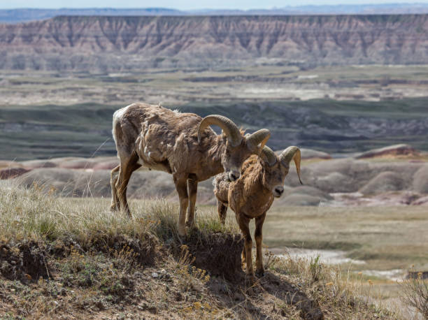 istock Bighorns in the Badlands 1150788103