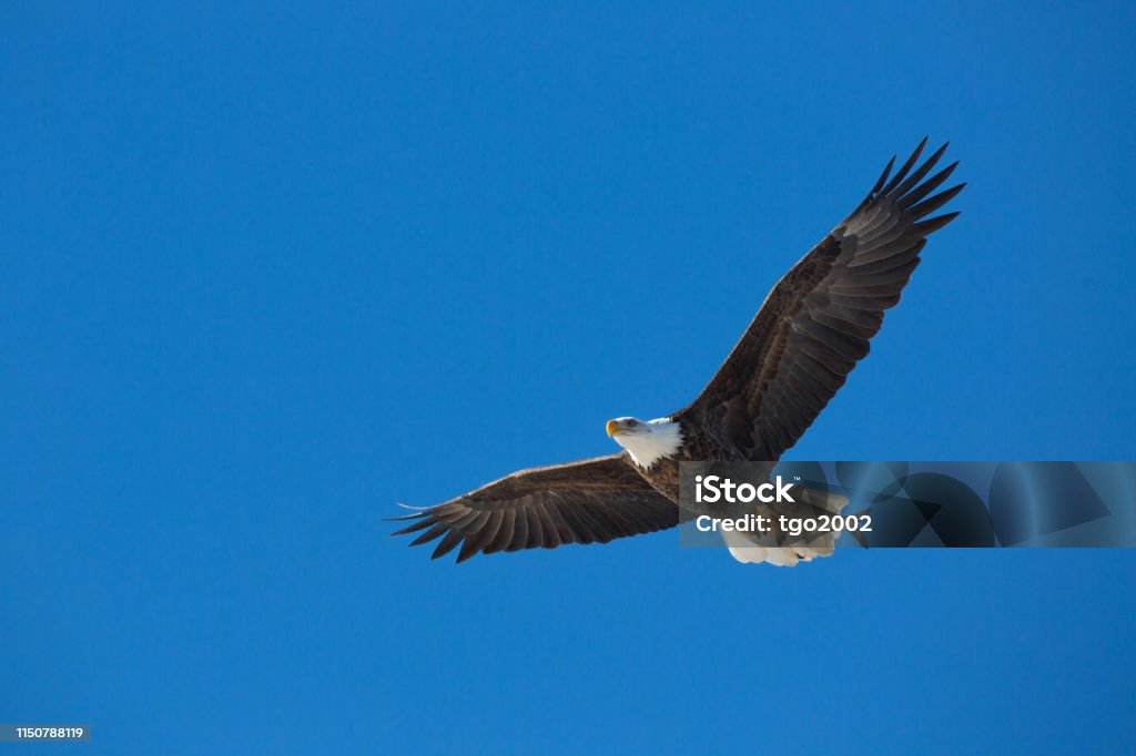 Bald eagle flying with fish Bald Eagle with fish over Mississippi River, Gladstone, Illinois, 2014 Animal Wildlife Stock Photo Bald eagle flying with fish Bald Eagle with fish over Mississippi River, Gladstone, Illinois, 2014 Animal Wildlife Stock Photo