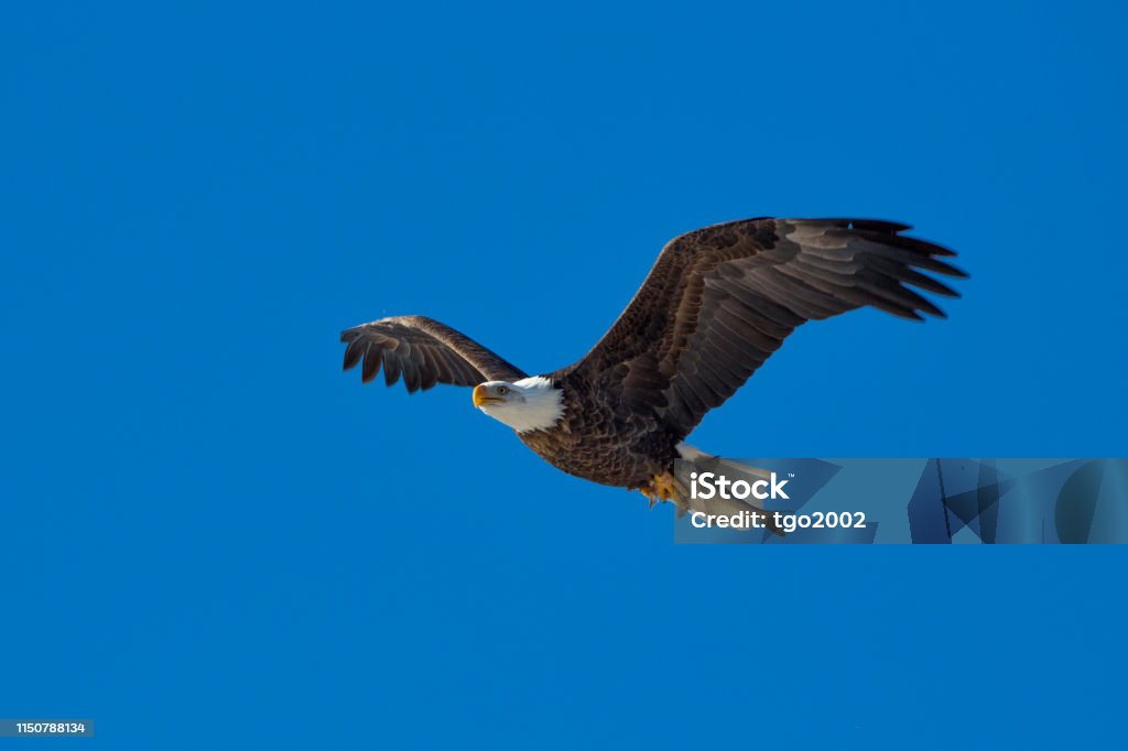 Bald eagle flying with fish Bald eagle with fish over the Mississippi River, Gladstone, Illinois Animal Wildlife Stock Photo