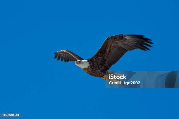 Bald Eagle Flying With Fish Stock Photo - Download Image Now - Animal Wildlife, Animals In The Wild, Bald Eagle