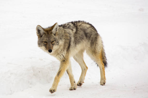 istock Coyote in Yellowstone 1150788137