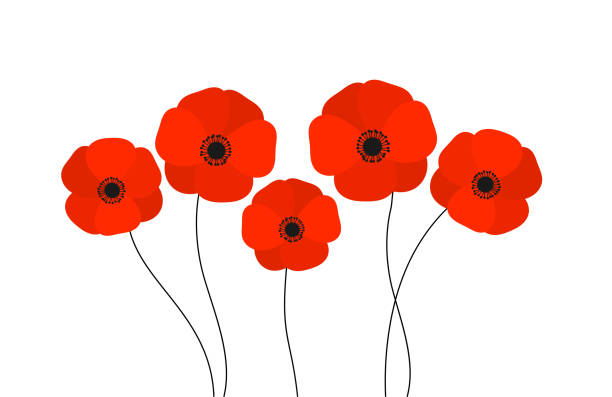 illustrations, cliparts, dessins animés et icônes de fleurs de coquelicots rouges d’isolement sur le fond blanc. - poppy