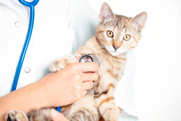istock Unrecognizable veterinarian examining a kitten. 1150789511