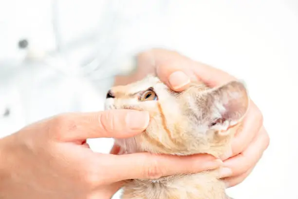 Photo of Veterinarian examining eye of cat.