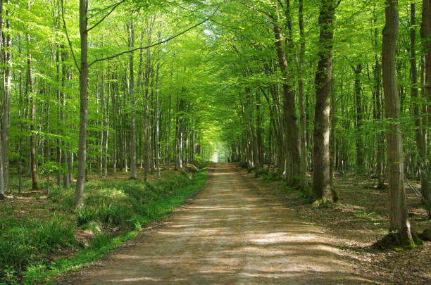 Alley in the forest of Montmorency near Paris in France, Europe stock photo