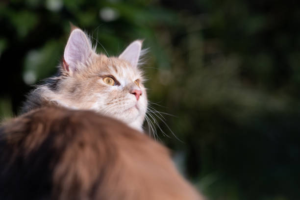 Cat Looking Back Stock Photo - Download Image Now - Alertness