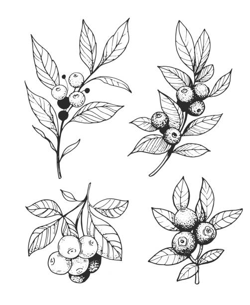 果実を持つ枝のセット。透明な背景のアウトライン。手描きのベクトル変換 - currant berry fruit black vector点のイラスト素材／クリップアート素材／マンガ素材／アイコン素材