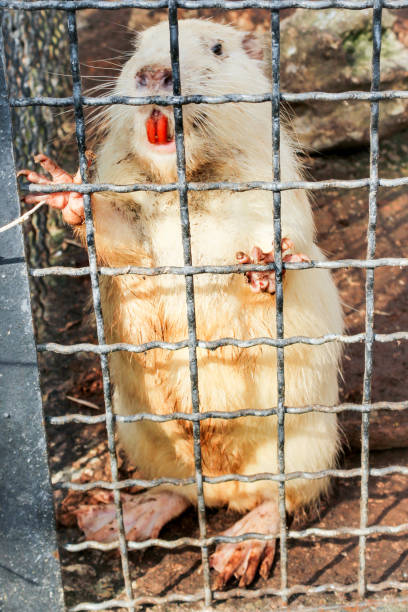 istock Water rodent in a cage. 1150791076