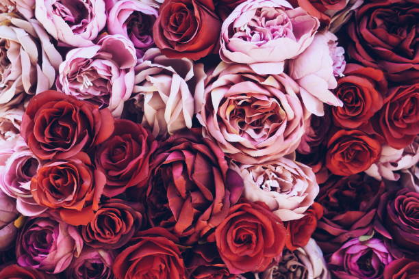 красные и розовые розы - vibrant color valentines day weddings flowers стоковые фото и изображения