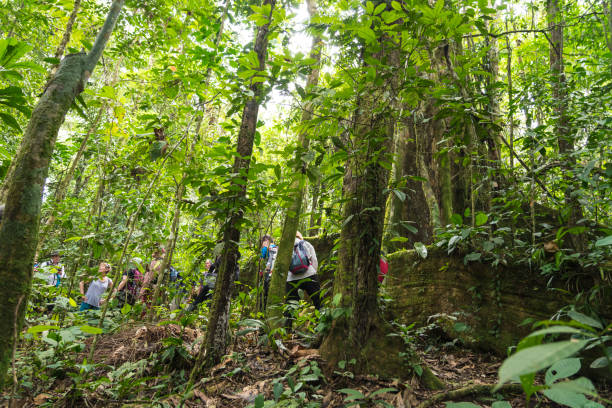 istock Tourists hiking in rainforest 1150793754