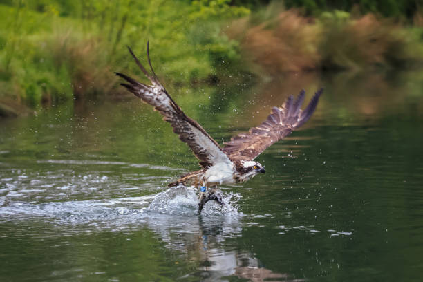 istock The osprey fishing and emerging with a catch 1150795892