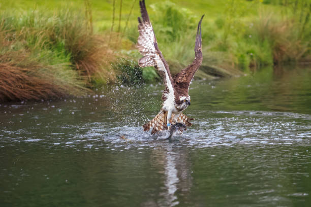 istock The osprey fishing and emerging with a catch 1150795901