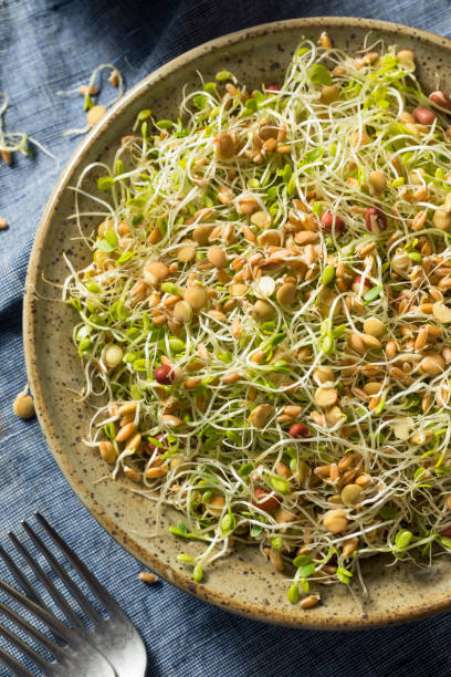 istock Raw Organic Bean Sprout Salad 1150796566