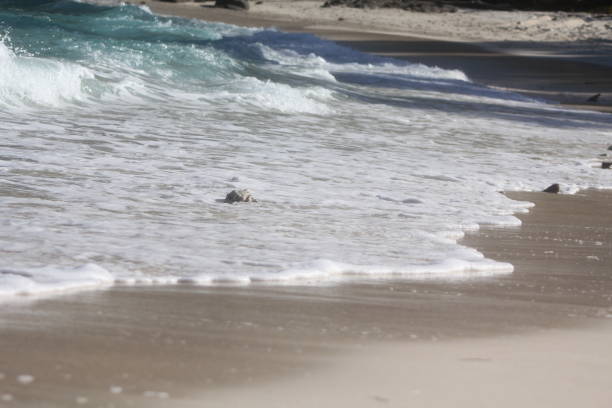 istock seychelles private island beach 1150796586