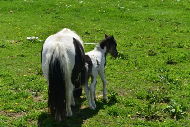 Beautiful black and white mini horse family in a grassy field.
