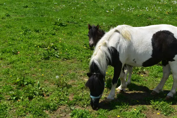 Precious baby black and whtie paint miniature horse and foal.