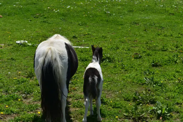 Cute backsides of a mother and baby mini horse in a field.