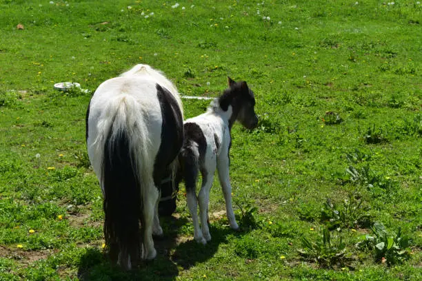 Adorable black and white mini horse mare and foal in a pasture.