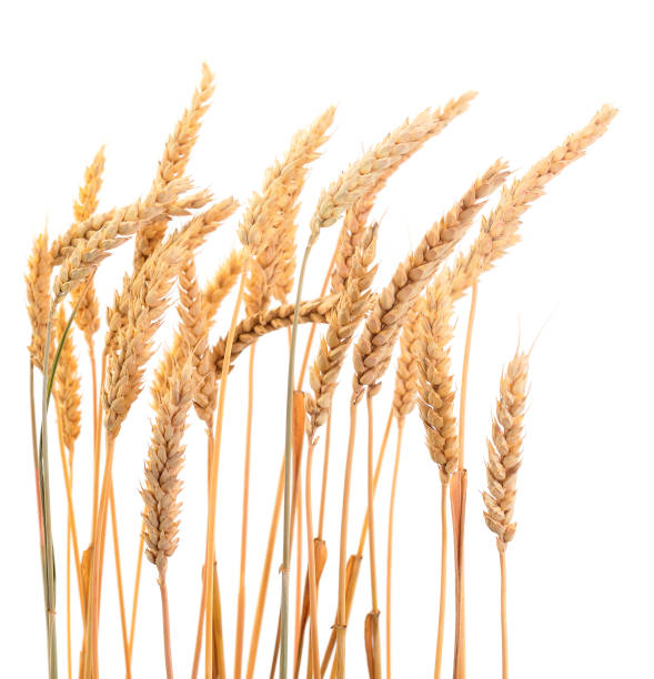 istock Bunch of ripe wheat ears. 1150797516