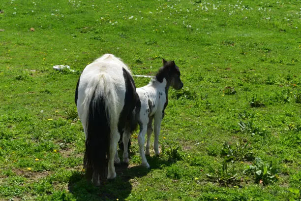 Mini horse behinds standing in a grass pasture.