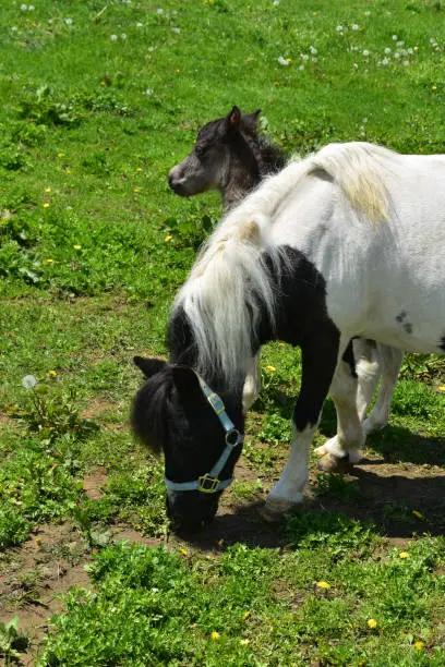 Mare and colt paint mini horse standing in a pasture in Lancaster County.