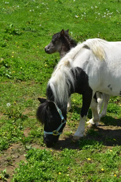 Gorgeous white and black mini horse with a baby in Pennsylvania.