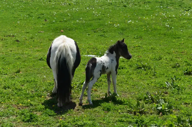 Very cute black and white mini horse foal in a grass field.