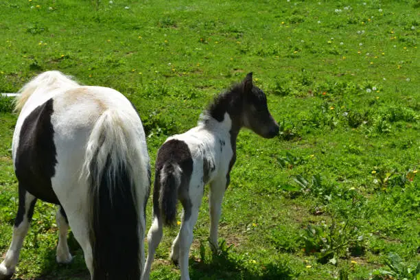 Really sweet mini horse family in a grass pasture.