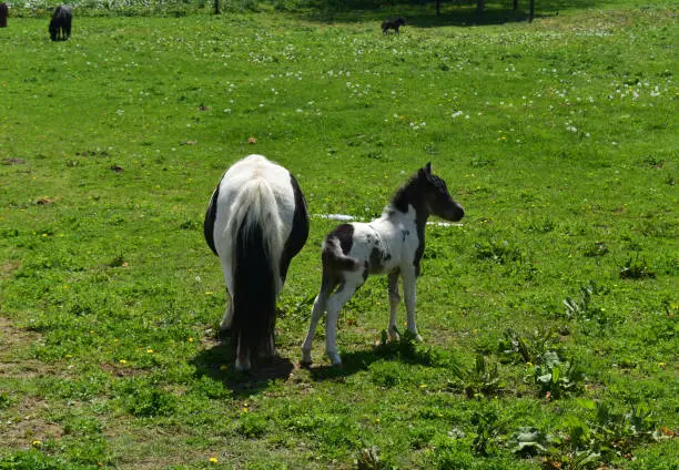 Gorgeous newborn miniature horse standing in a lush green pasture.