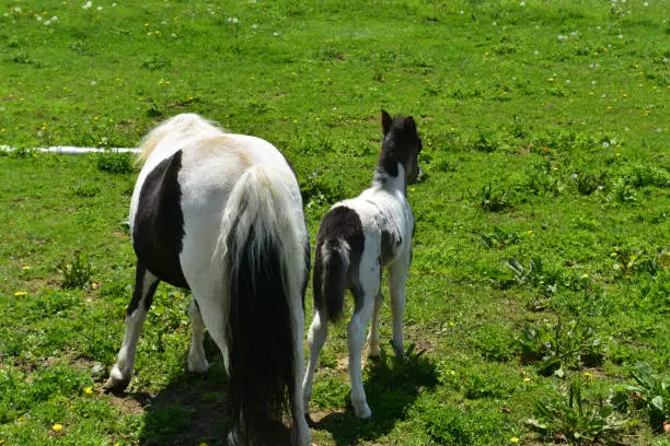 Pair of backends of black and white mini horses.