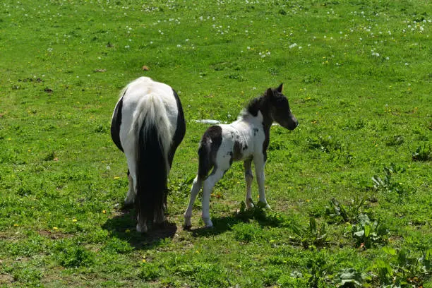 Very cute mini black and white foal horse in a green field.