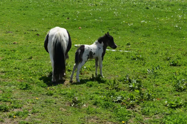 Beautiful white and black miniature horse family in a grass field.