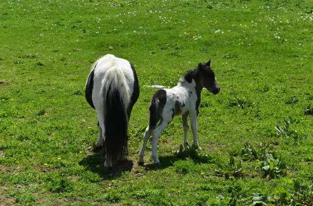 Beautiful black and white mare with her foal in a grass pasture.