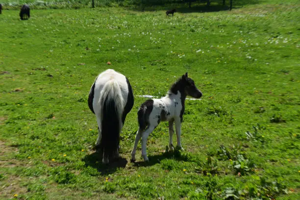 Grass pasture with a black and white mini horse family.