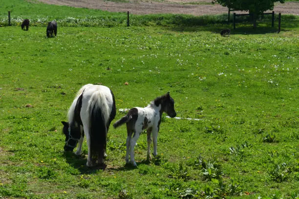Large grass field with a miniature horse mare with her foal.