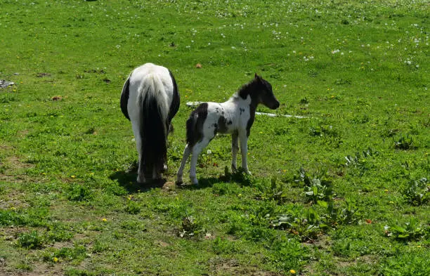 Beautiful mini mare wit her foal standing in a field.