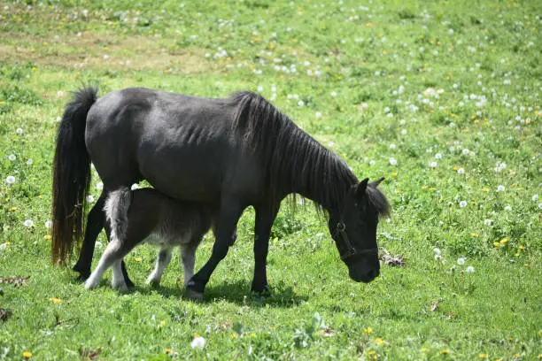 Adorable black miniature horse mare in a pasture with a foal under her.