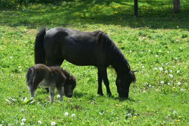 Absolutely adorable black mare mini horse grazing in a field with her baby.