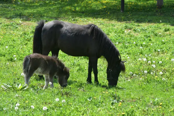Grazing sweet miniature horse with a mare and colt.