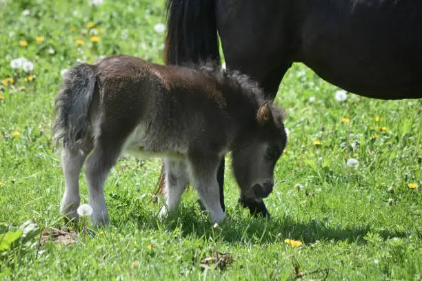 Shaggy black newborn mini horse standing by his mom.
