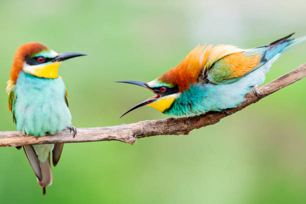 istock wild colorful birds in conflict 1150798069