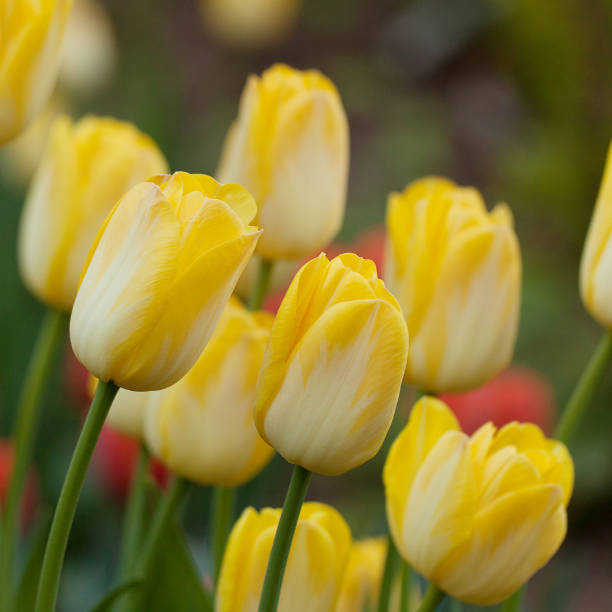 istock bright yellow and white tulips in the spring garden 1150798644